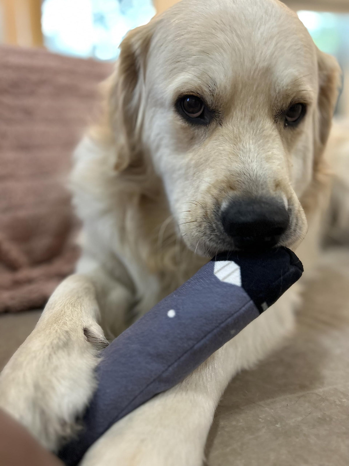Plush Squeaky Crinkle Dog Toy F115540